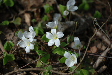 white spring flowers