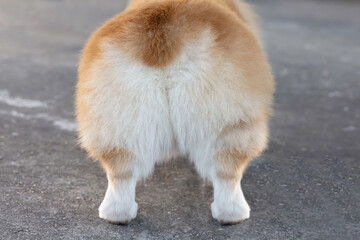 Fluffy Pembroke Welsh Corgi Dog Butts