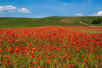 View of a field with bright red flowering corn poppies in Rhineland-Palatinate/Germany