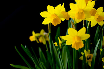 beautiful yellow daffodils on a black background, space to write