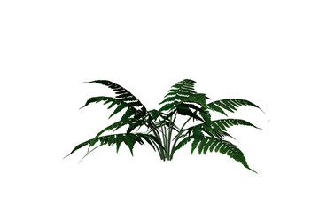 Fern Photo Overlays, shooting through branches, tree, green, forest, Photoshop Overlays, png