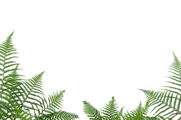 Fern Photo Overlays, shooting through branches, tree, green, forest, Photoshop Overlays, png - obrazy, fototapety, plakaty
