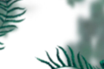 Fern Photo Overlays, shooting through branches, tree, green, forest, Photoshop Overlays, png