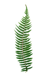 Fern Photo Overlays, shooting through branches, tree, green, forest, Photoshop Overlays, png - obrazy, fototapety, plakaty