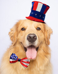 Happy golden retriever dog american flag hat and bow tie smile white background isolated portrait memorial day 4 july