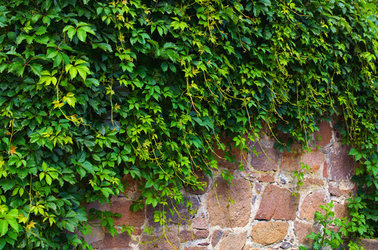 Wall of brown stones with green ivy leaves. The green ivy on a stone wall. Concept of landscape and nature. Arboretum Sofiyivsky Park in Uman
