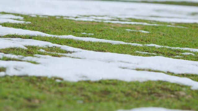 Spring wind blows through green field with crops of wheat or barley. Shallow depth of field.