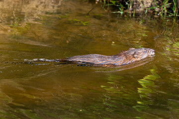 Ragondin,  Myocastor coypus