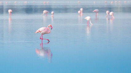 A flock of birds Pink flamingos walk along the blue coast. Romantic concept, gentle love background. Beautiful nature, the world of wild animals. Caribbean Sea.