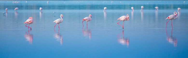 Fototapeta na wymiar A flock of birds Pink flamingos walk along the blue coast. Romantic concept, gentle love background. Beautiful nature, the world of wild animals. Caribbean Sea.