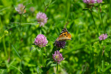 Painted Lady (Vanessa Cardui) Butterfly perched on pink flower in Zurich, Switzerland