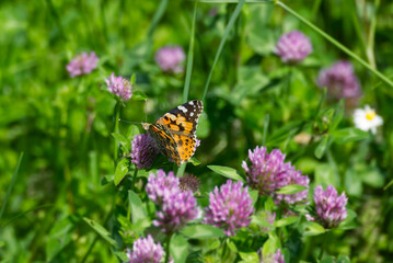 Painted Lady (Vanessa Cardui) Butterfly perched on pink flower in Zurich, Switzerland