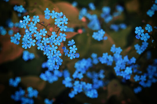 Brunnera macrophylla or Siberian bugloss blue flowers