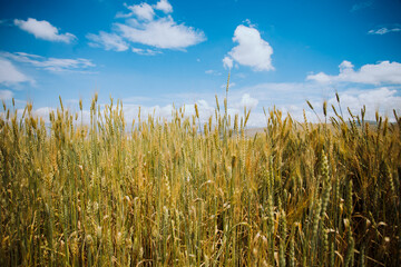 Campos de trigo en sudamerica con el cielo azul. Concepto de industrias alimentarias.