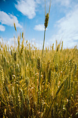 Obraz premium Campos de trigo en sudamerica con el cielo azul. Concepto de industrias alimentarias.