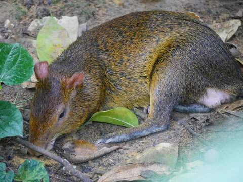 Azara's Agouti Rodent : A South American Agouti Species Rodent From The Family Dasyproctidae