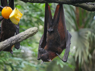 Male Fruit Bat also known as Indian flying fox hanging upside down eating watermelon fruits