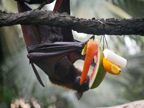 Male Fruit Bat also known as Indian flying fox hanging upside down eating watermelon fruits