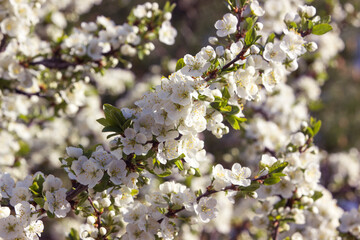 Photo. Cherry tree branches in spring flowering. Shot close-up, in the morning in sunlight.