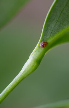 Focus on a single pest scale insect on an indoor houseplant leaf.