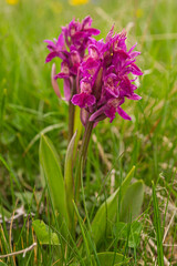 Orchide sambucina viola