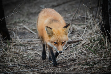 Red fox on the hunt