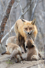Red Fox with Cute Cubs