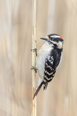 Downy Woodpecker 