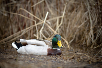 Mallard Duck Drake