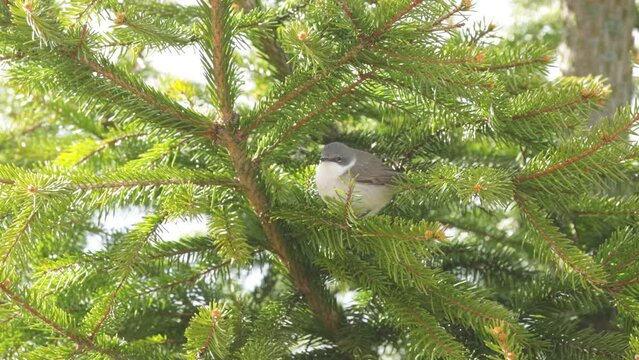 Lesser whitethroat, Sylvia curruca perched on Spruce in a boreal forest in Estonia