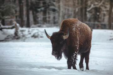 Bison in the winter