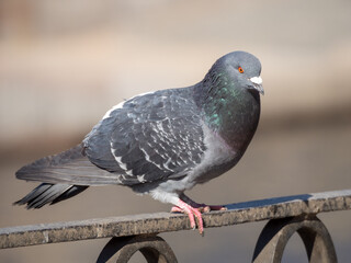 gray dove on a fence closeup