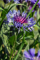The cornflower blossomed in the grass of the meadow stands out for its beautiful colors
