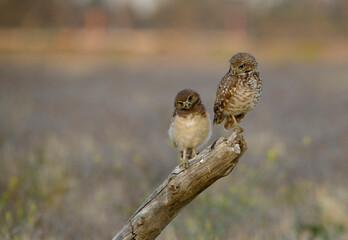 Mother and chick burrowing owls isolated on a branch in Ontario, California