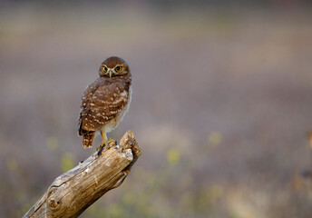 Cute and wide-eyed burrowing owl chick perched on a bare branch waiting for food with negative space and blurred brown landscape as background
