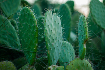 cactus in the sunrise light background
