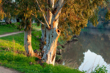 tree on the river in sunset light