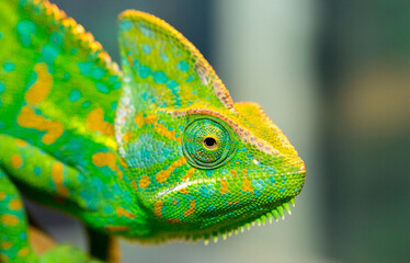 Beautiful Chameleon closeup isolated on white background. Multicolor beautiful reptile chameleon with colorful bright skin. The concept of disguise and bright skins. Exotic tropical animal.