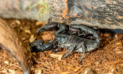 Imperial scorpion close-up on the ground. Black big scorpion. animal scorpion alive