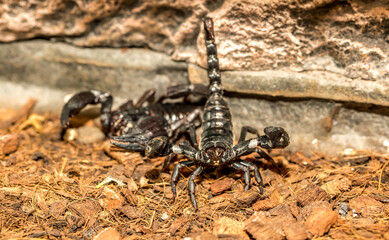 Imperial scorpion close-up on the ground. Black big scorpion. animal scorpion alive