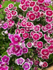 Dianthus barbatus, also called the poet's carnation.