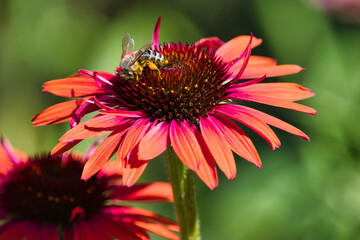 A bee on a red coneflower blossom with a green background