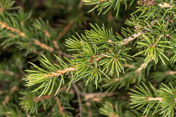 Leaves of Norway Spruce 'Gregoryana Parsonii' (Picea abies)