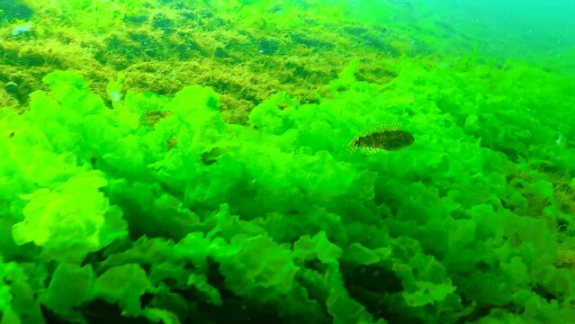 Tubenose Goby (Protherorhinus marmoratus) swims over green and red algae near the shore in the Odessa Bay, Black Sea