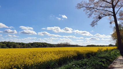 Fototapeta na wymiar Rapeseed field with blue sky and small clouds