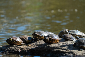 Fototapeta premium Turtles sunbathing on a wet rock
