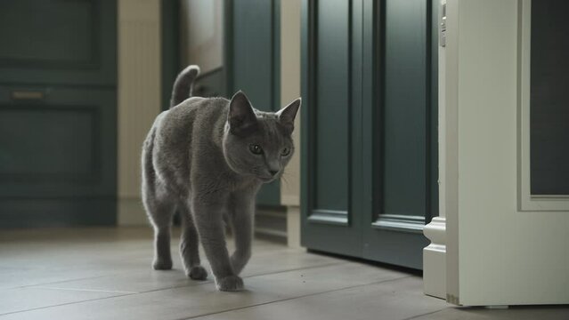 Grey domestic cat russian blue breeed gracefully walking in the apartment kitchen
