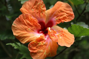 Fototapeta premium flower in the garden