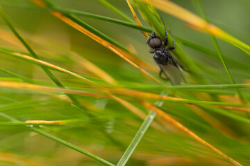 fly on leaf