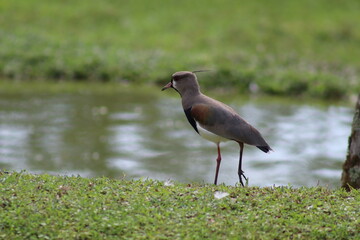 Southern Lapwing bird in the grass, city of Guaramirim, State of Santa Catarina, South of Brazil, May 2022